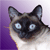 :iconiridion22: