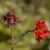 :iconiris-aureole: