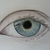 :iconiris-hollandica: