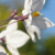 :iconirish-tea:
