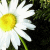 :iconirishflower1: