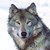 :iconirishgraywolf: