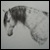 :iconirishhorse: