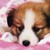 :iconirishthing: