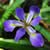 :iconirismoon3: