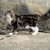 :iconiron-peach: