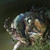 :iconiron9: