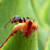 :iconironlight: