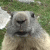 :iconironwolfff: