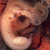 :iconisaac-splinter: