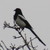:iconisaacsporcaelus: