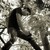 :iconisaacuribephotoart:
