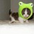 :iconisabella-rachel: