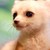 :iconisabelladegray: