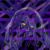 :iconiseeyouikillyou: