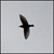 :iconishnoe: