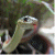 :iconisisnofret: