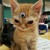 :iconiso-rebell: