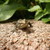 :iconitchy-butterfly: