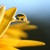 :iconithana: