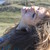 :iconitisluizahere: