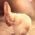 :iconitxbecomesxspring: