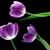 :iconiuliaserban: