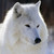 :iconivanthewhitewolf: