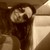 :iconiviromero: