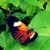 :iconivoryrose3711: