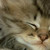 :iconIvy-Mitsuno: