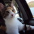 :iconivycat02:
