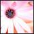 :iconivyspring: