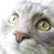:iconivystarx: