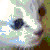 :iconiw4: