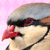 :iconiwamineplz: