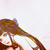 :iconixsiren: