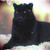 :iconizabella-bella: