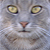 :iconizankicky: