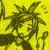 :iconizenuxona: