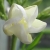 :iconizu-cian: