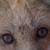 :iconjaakulan: