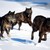 :iconjace-the-wolf-of-tmi: