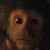 :iconjack-the-monkey: