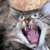 :iconjackameano-rabb: