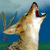 :iconjackel3346: