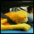 :iconjackhemmingway: