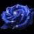 :iconjackie-rose: