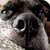 :iconjackieoickle: