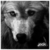 :iconjackonimo2: